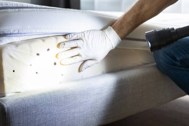Best Pest Control Treatment  in Brooklawn, NJ